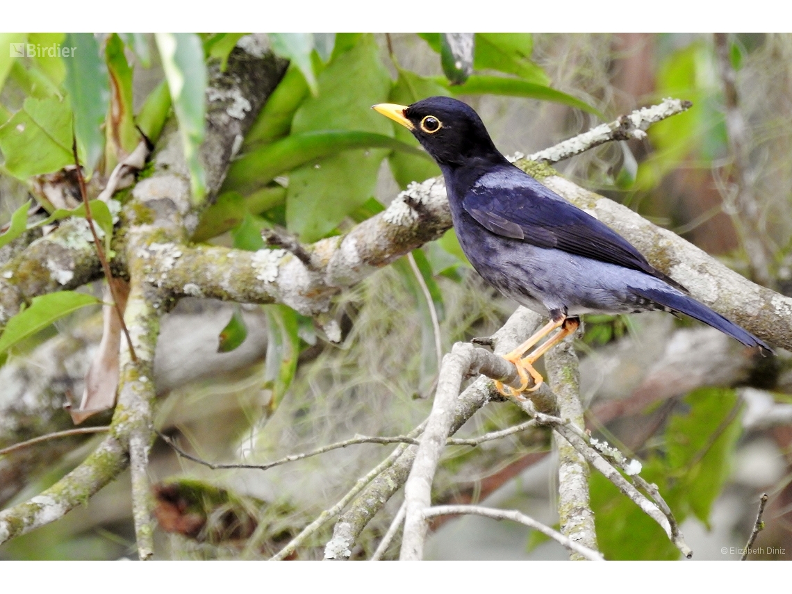 Turdus flavipes
