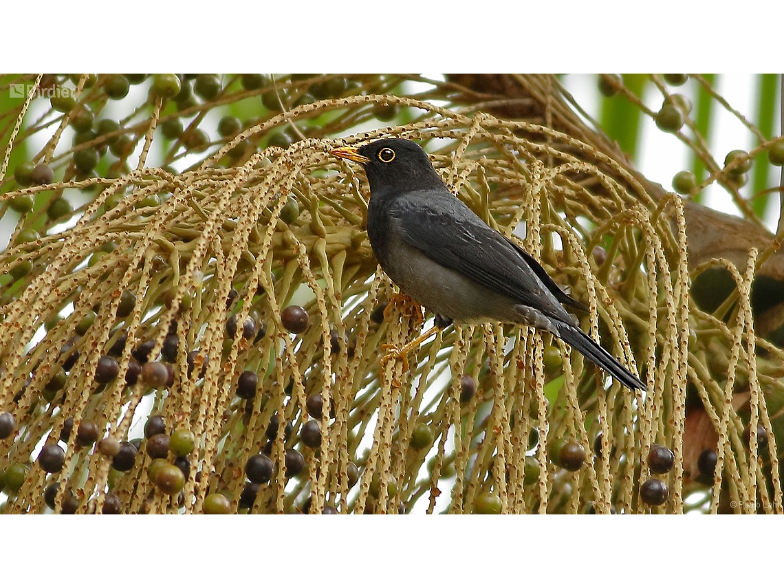 Turdus flavipes