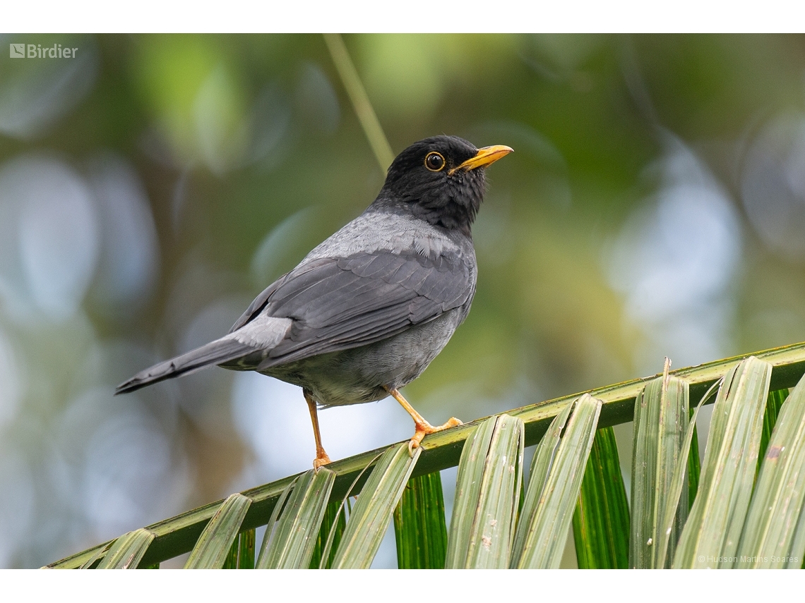 Turdus flavipes
