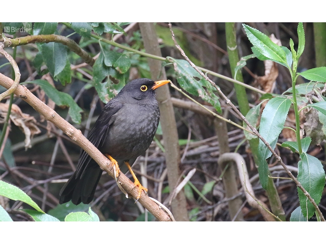 Turdus fuscater