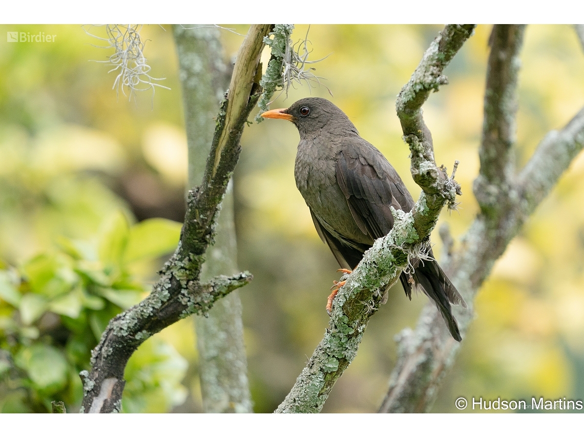 Turdus fuscater