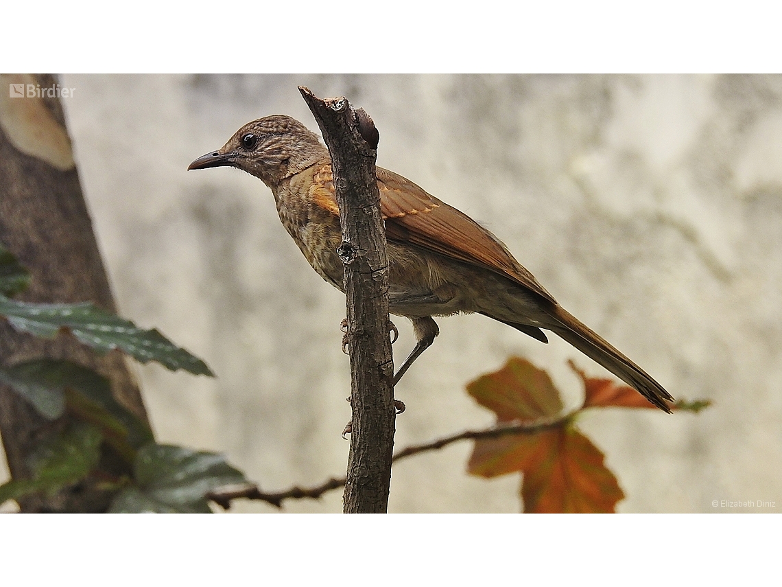 Turdus leucomelas