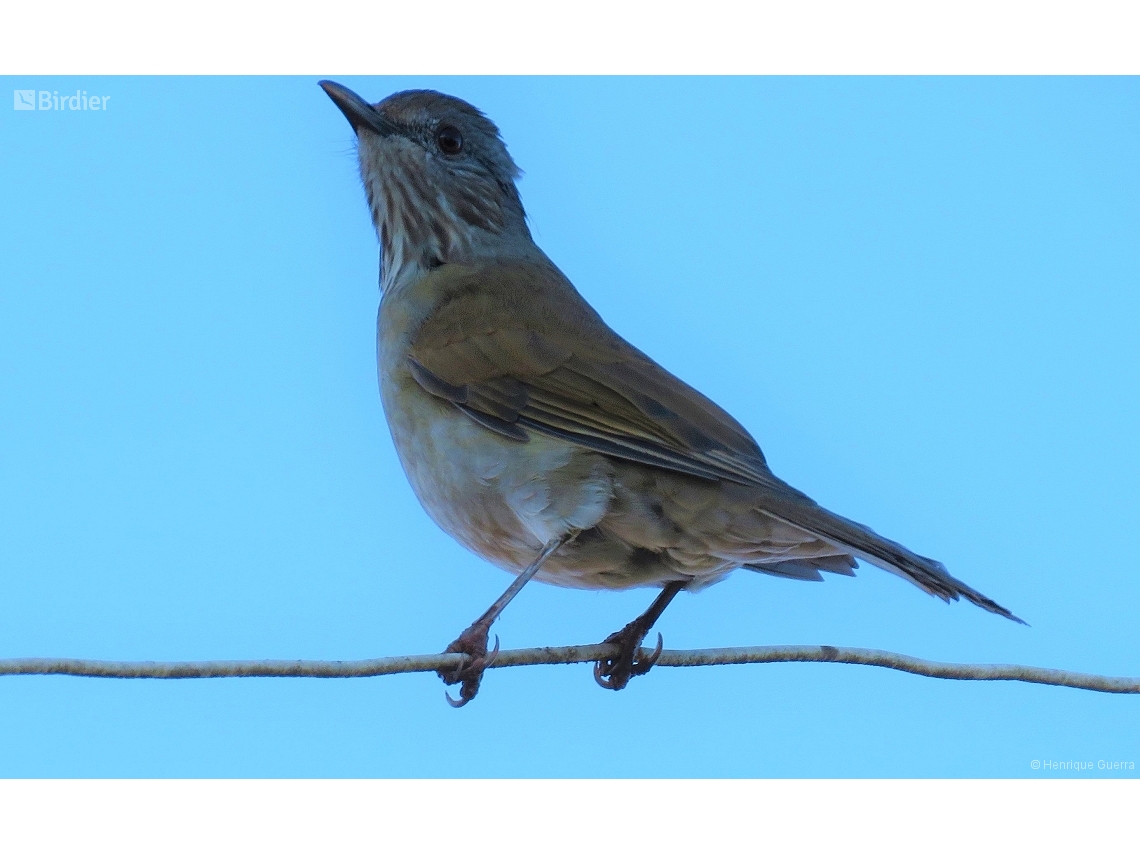 Turdus leucomelas