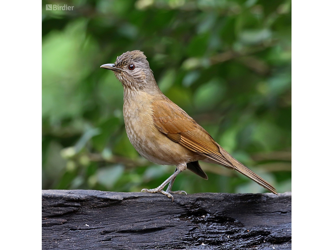 Turdus leucomelas