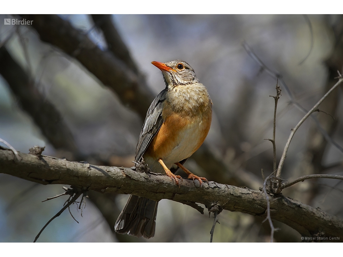 Turdus libonyana