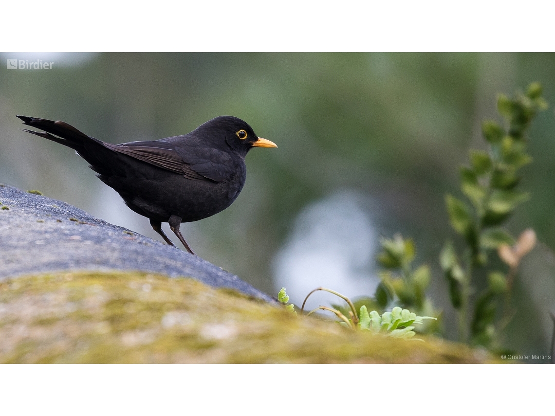 Turdus merula
