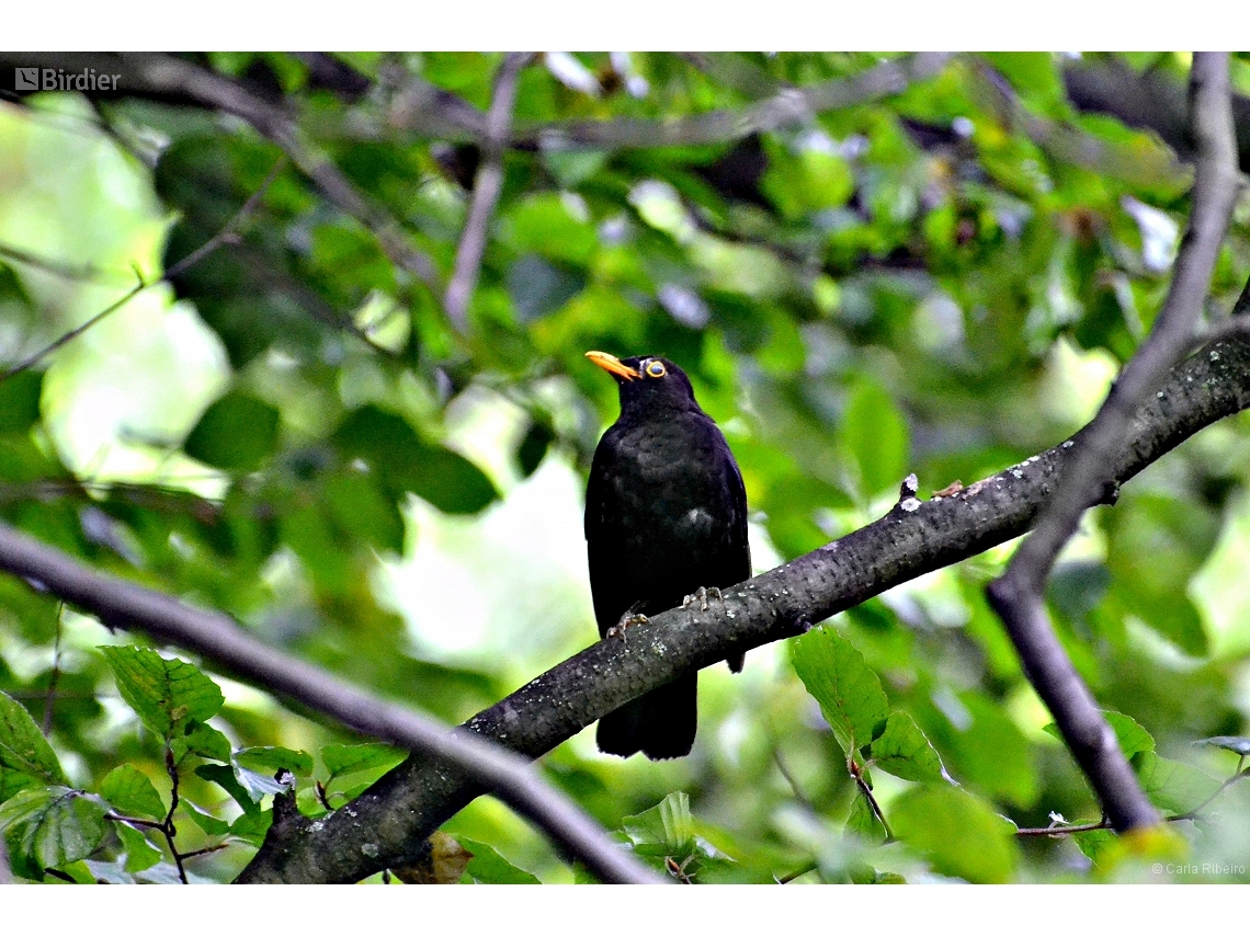 Turdus merula