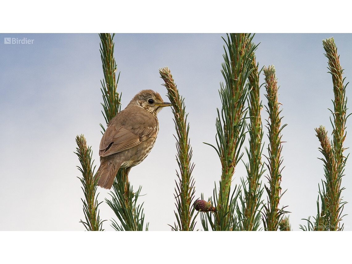 Turdus philomelos