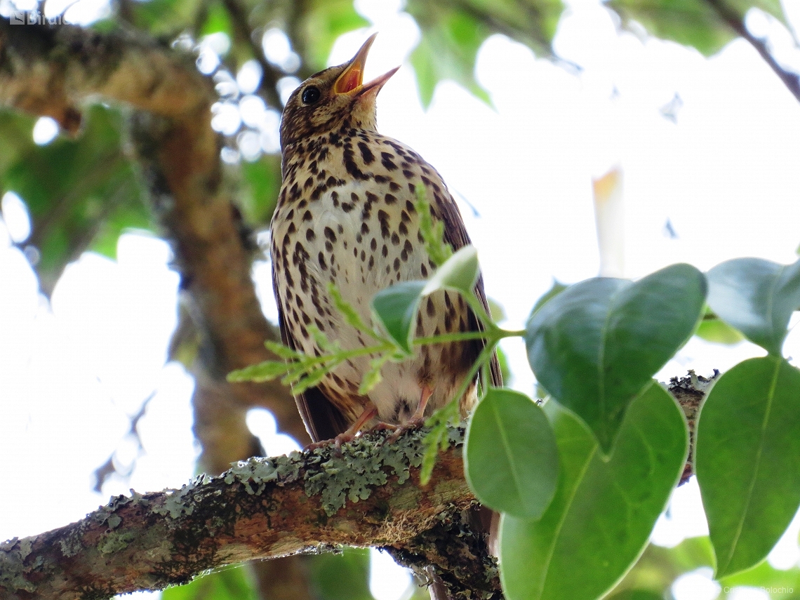 Turdus philomelos