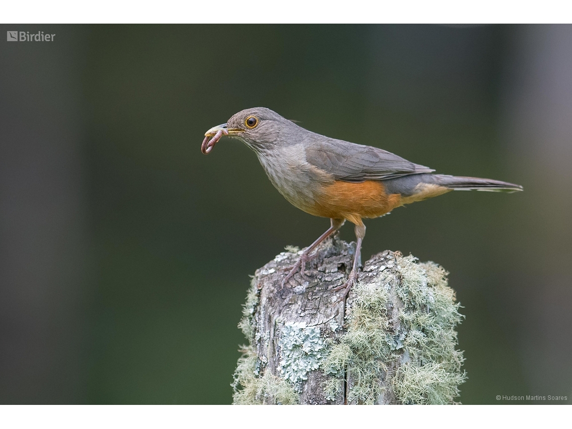Turdus rufiventris