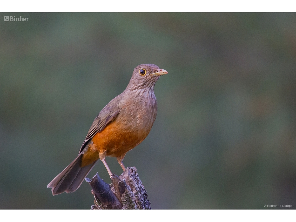 Turdus rufiventris