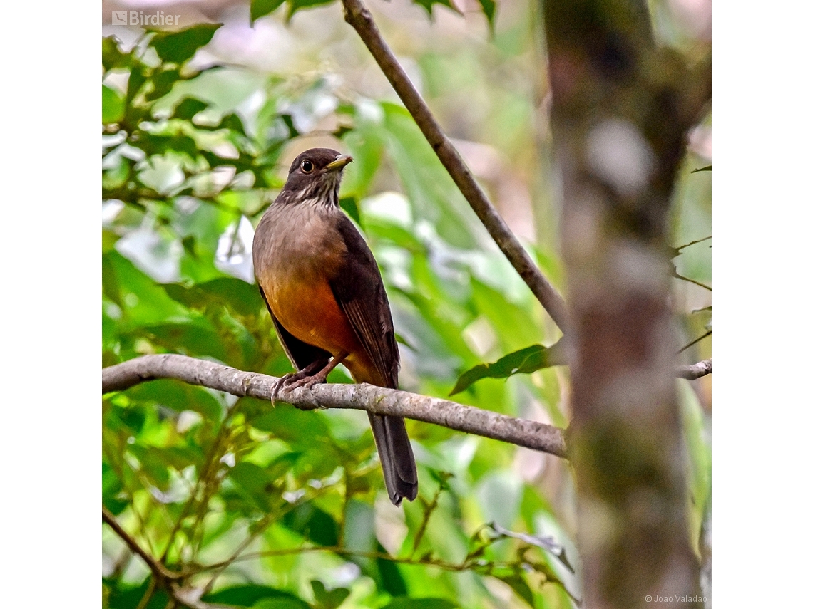 Turdus rufiventris