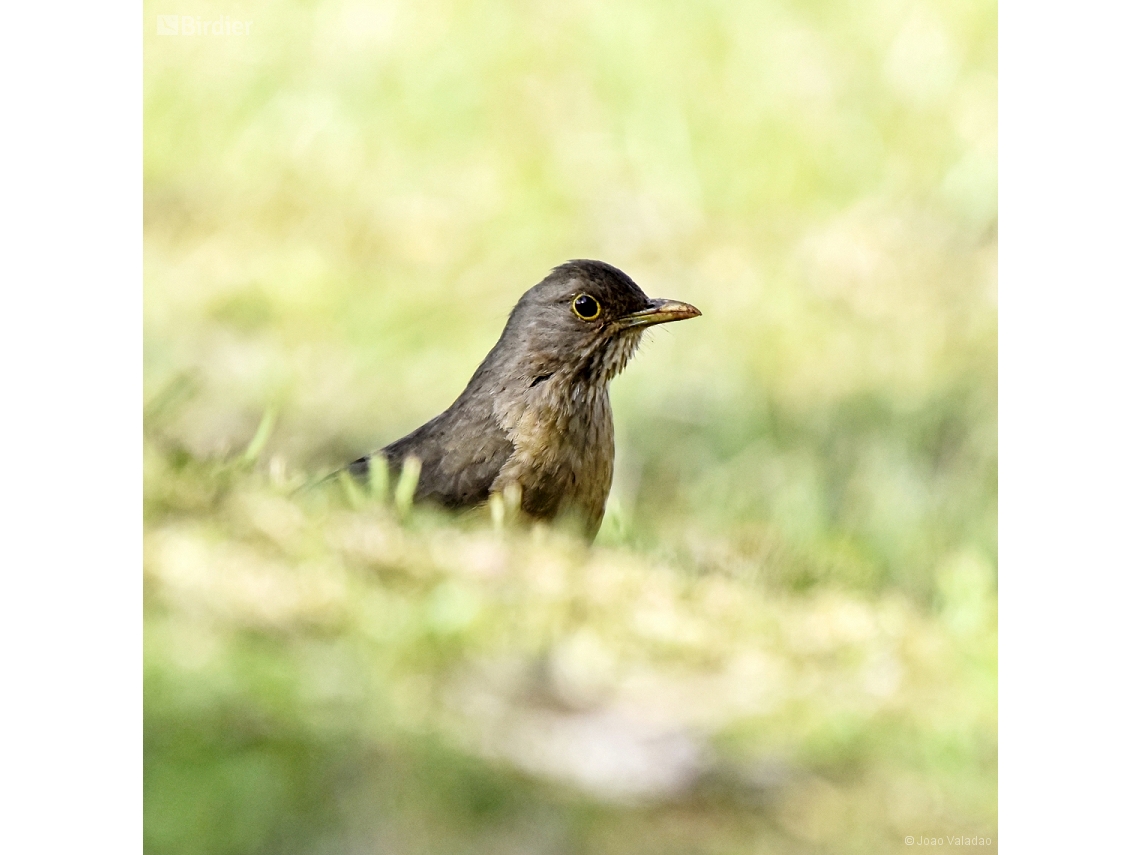 Turdus rufiventris