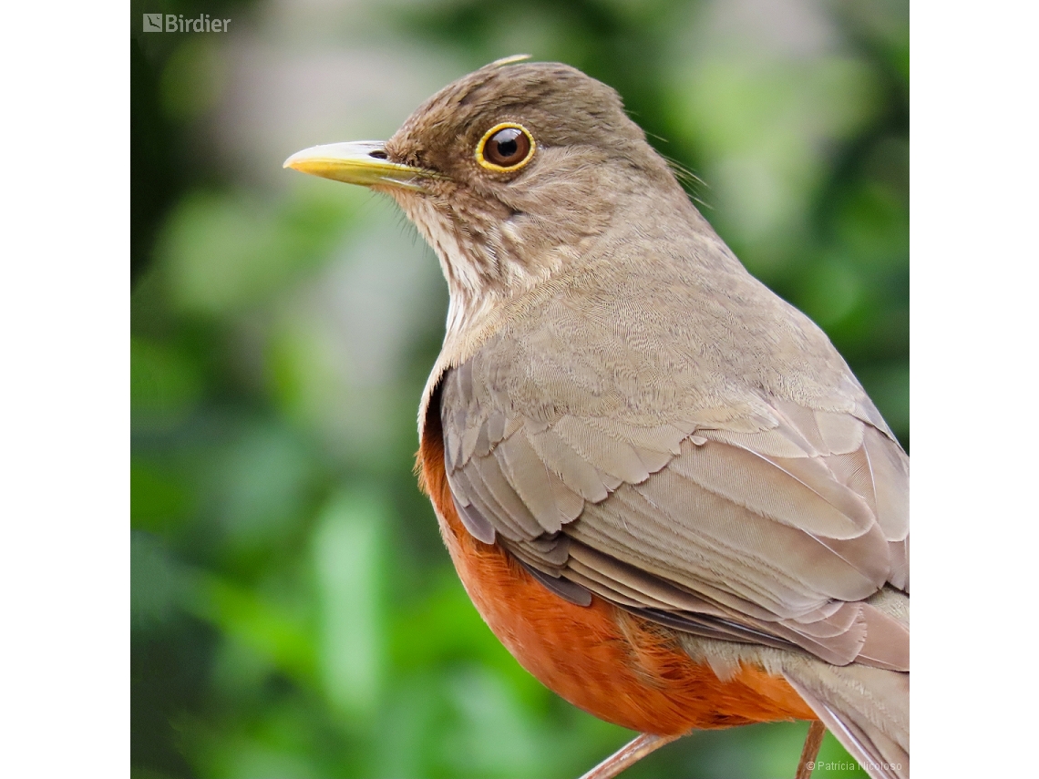 Turdus rufiventris