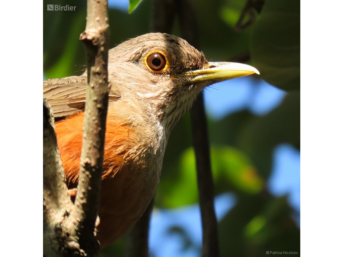 Turdus rufiventris