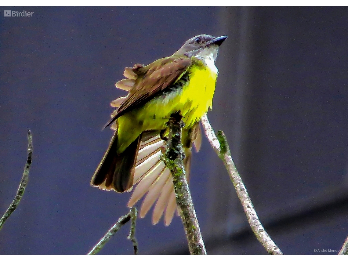 Tyrannopsis sulphurea