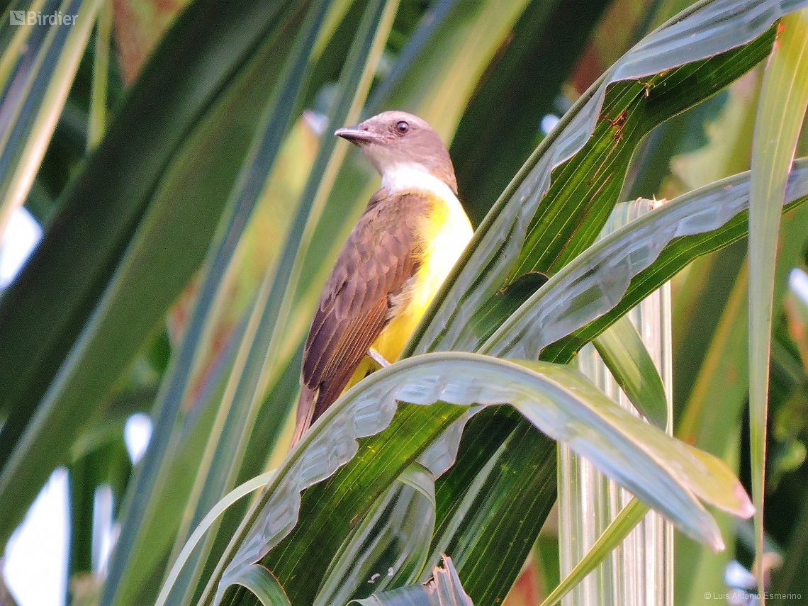 Tyrannopsis sulphurea