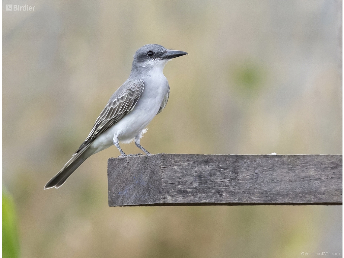 Tyrannus dominicensis