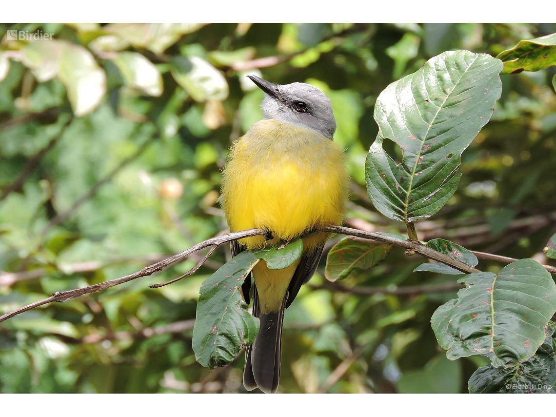 Tyrannus melancholicus