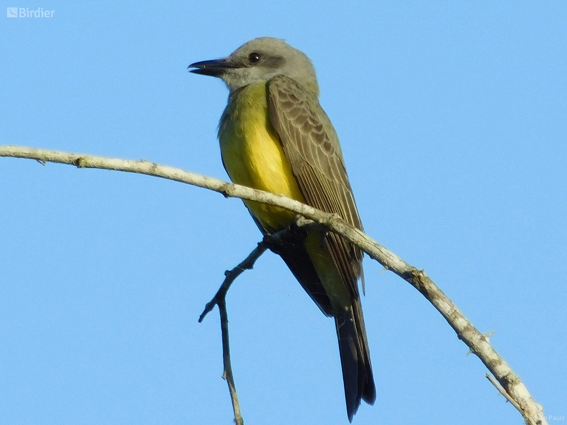 Tyrannus melancholicus