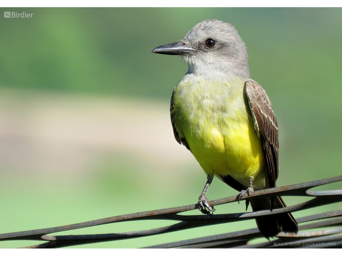 Tyrannus melancholicus