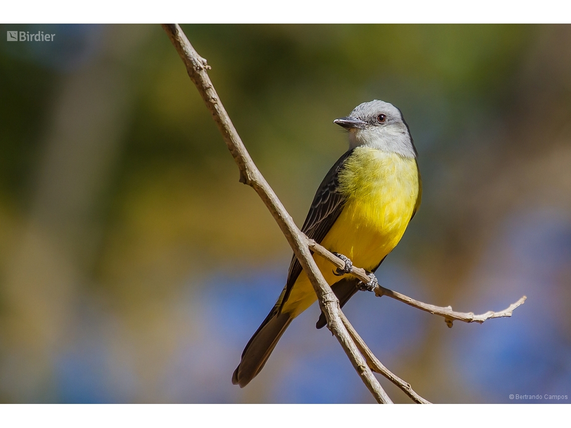 Tyrannus melancholicus