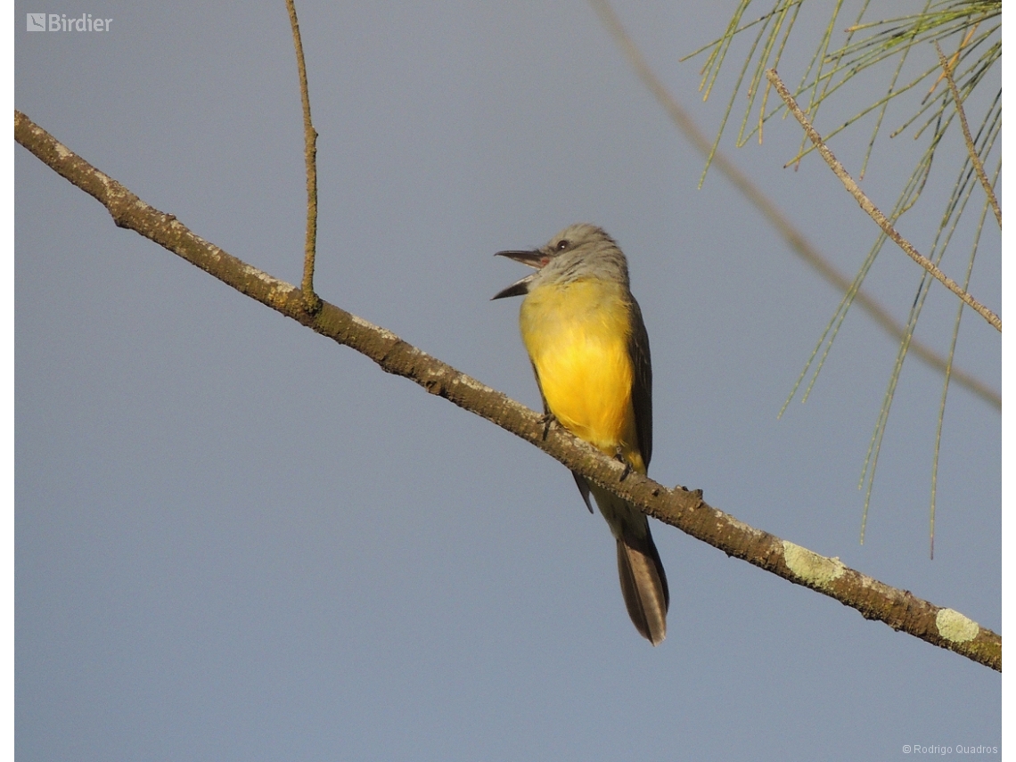 Tyrannus melancholicus