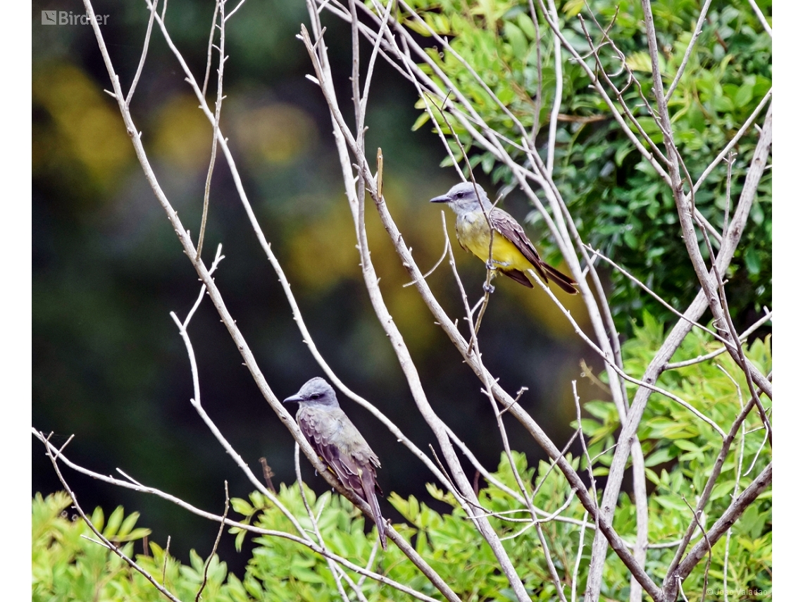 Tyrannus melancholicus