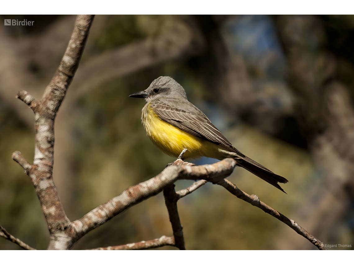 Tyrannus melancholicus