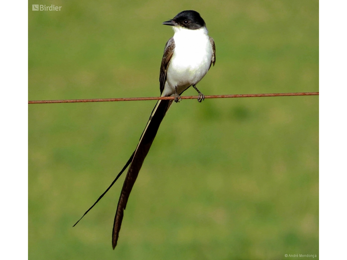 Tyrannus savana
