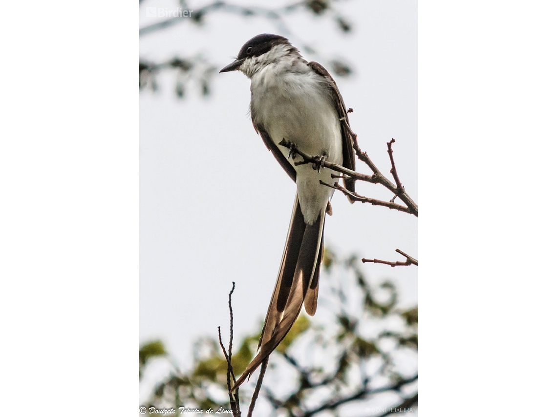 Tyrannus savana