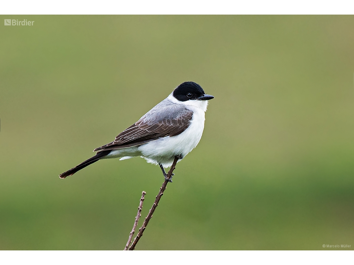 Tyrannus savana