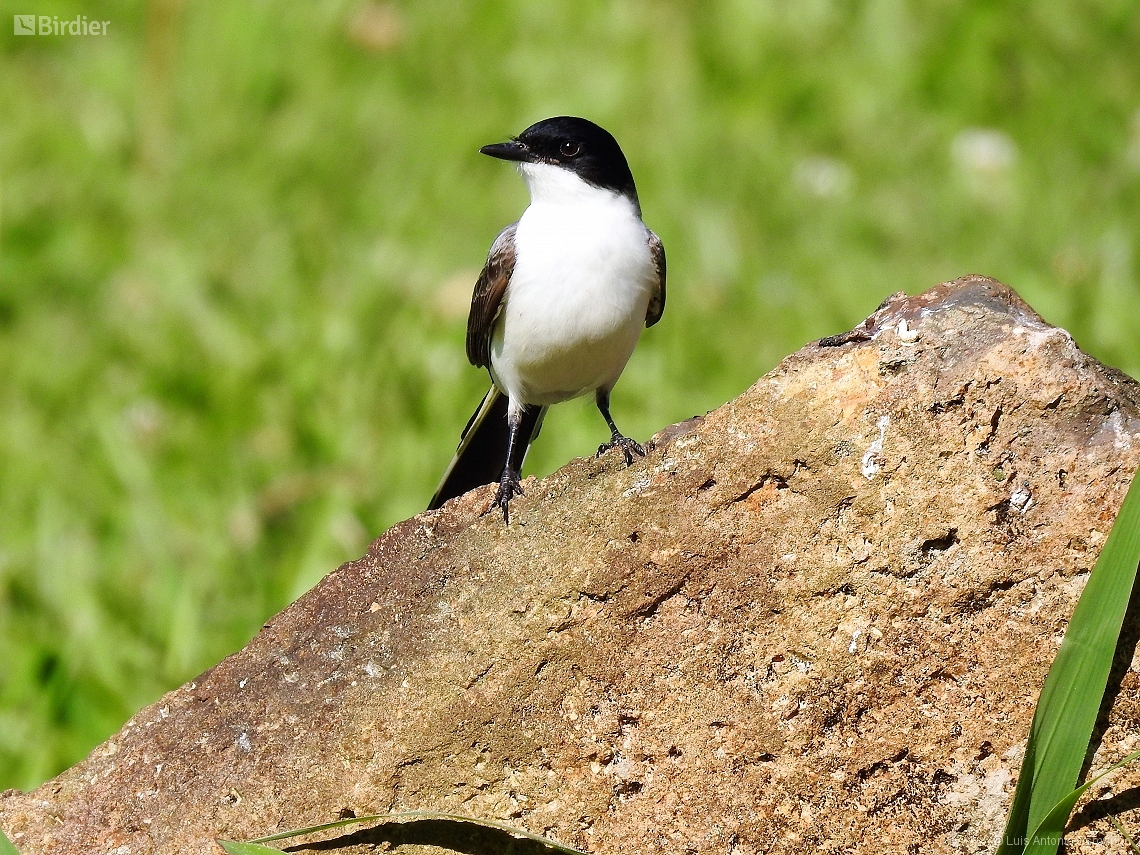 Tyrannus savana