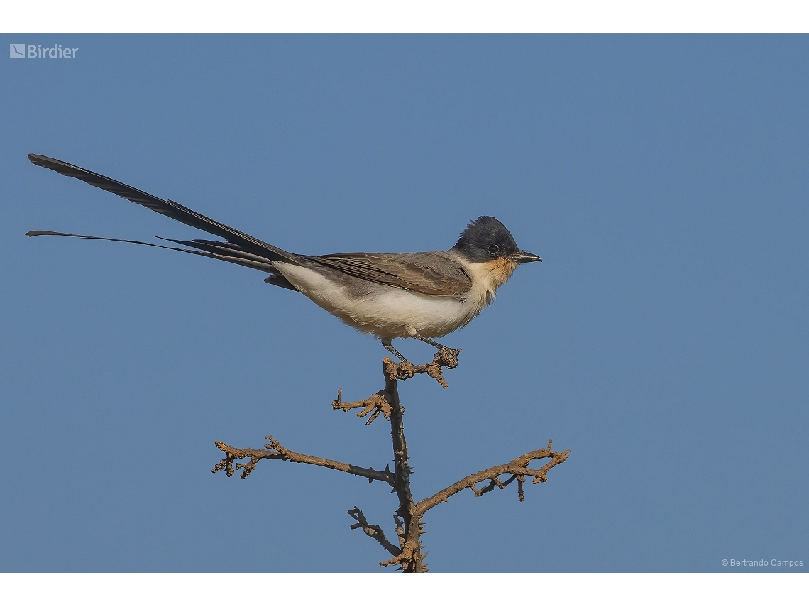 Tyrannus savana