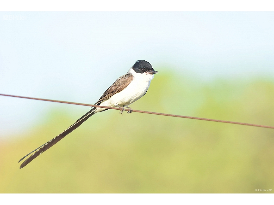 Tyrannus savana