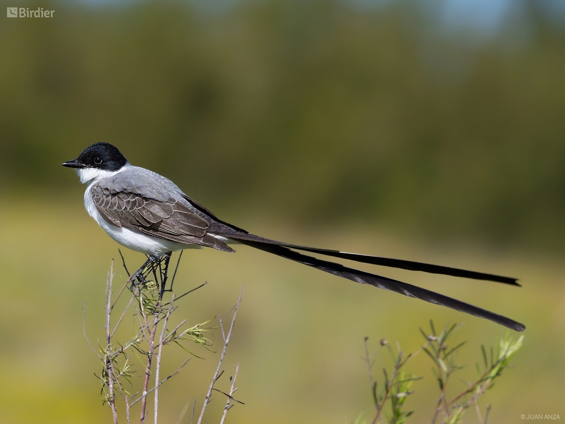 Tyrannus savana
