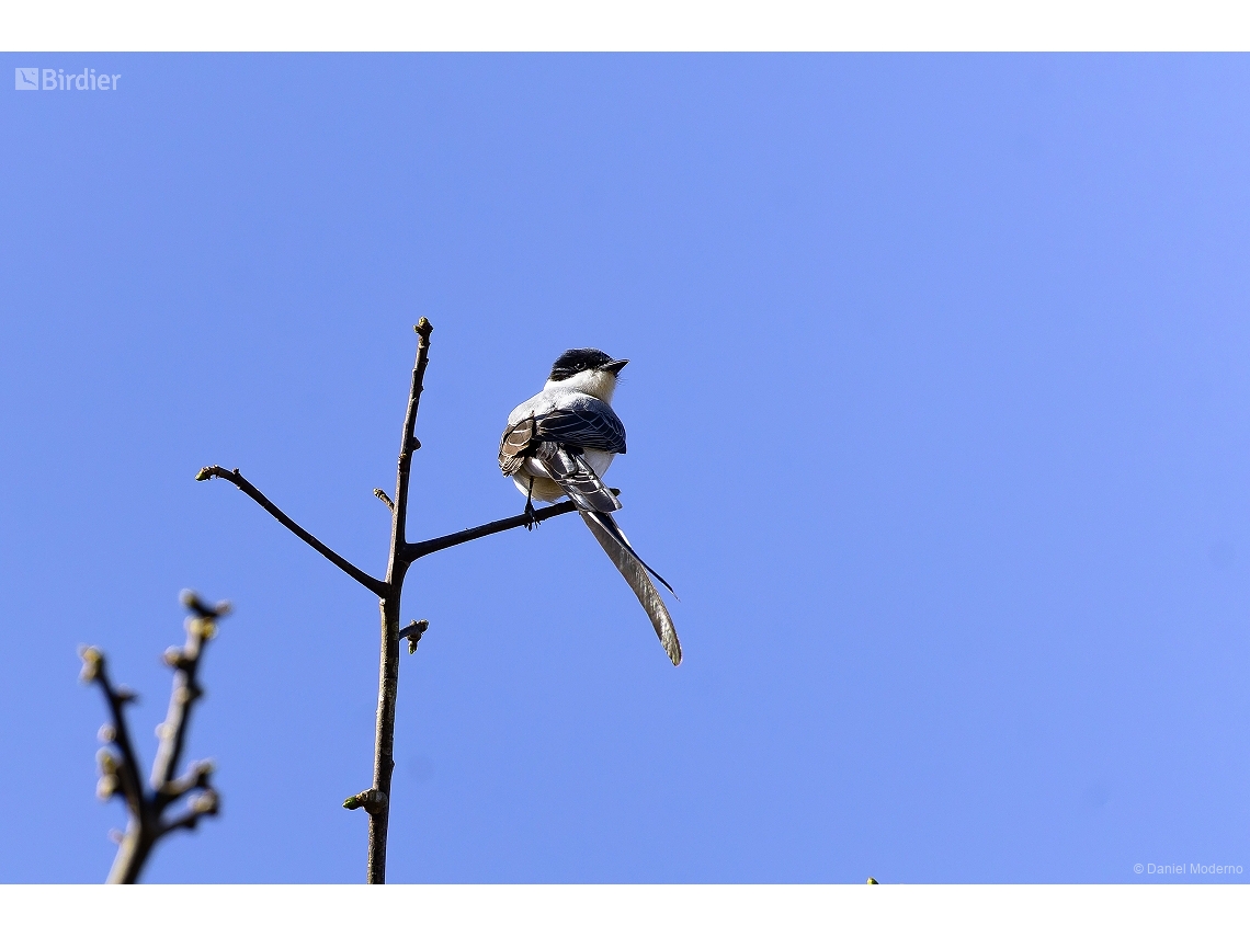 Tyrannus savana