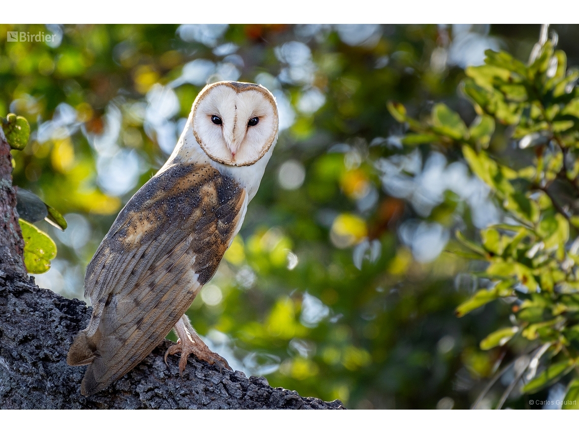 Tyto furcata
