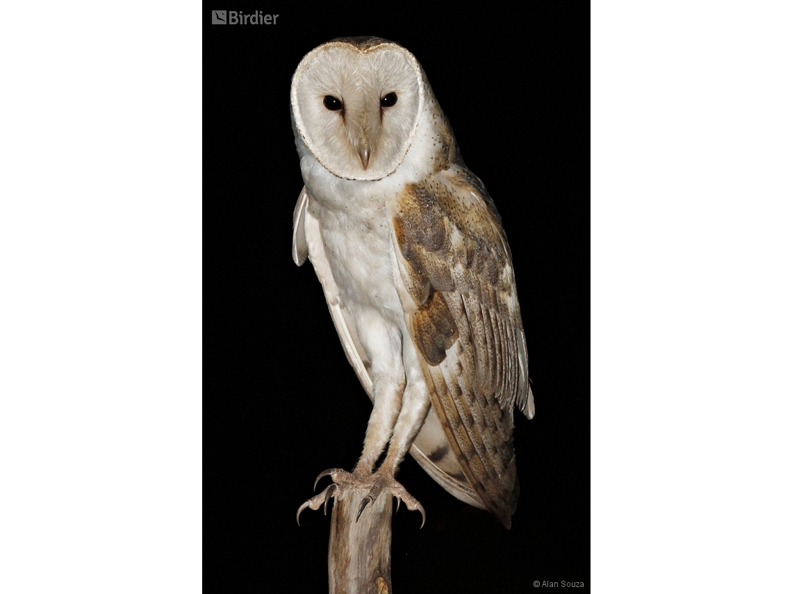 Tyto furcata