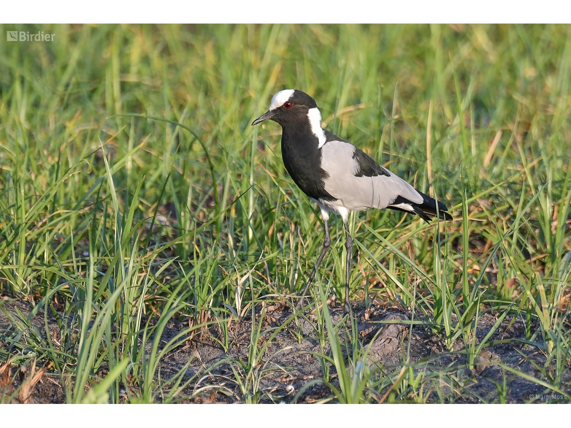 Vanellus armatus