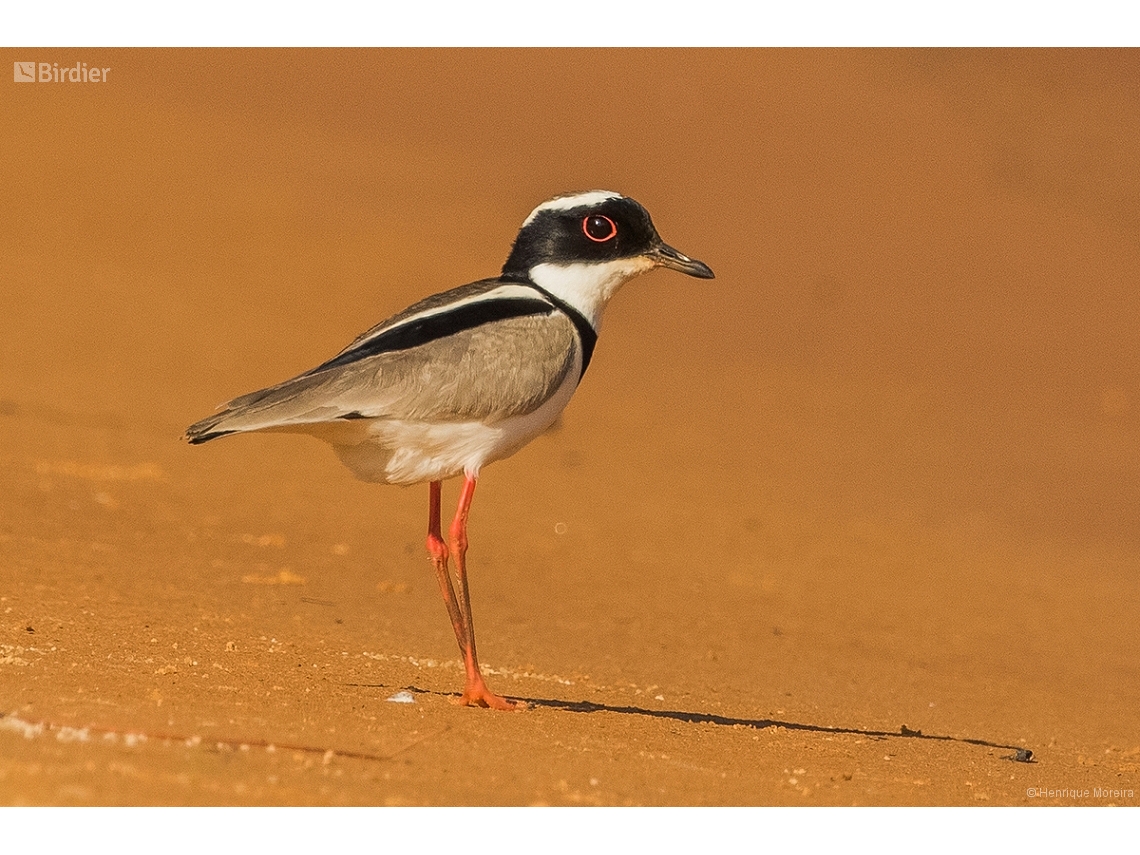 Hoploxypterus cayanus