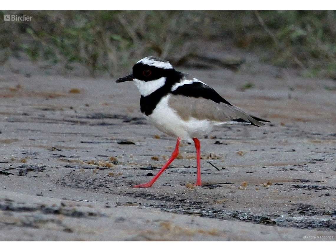 Hoploxypterus cayanus