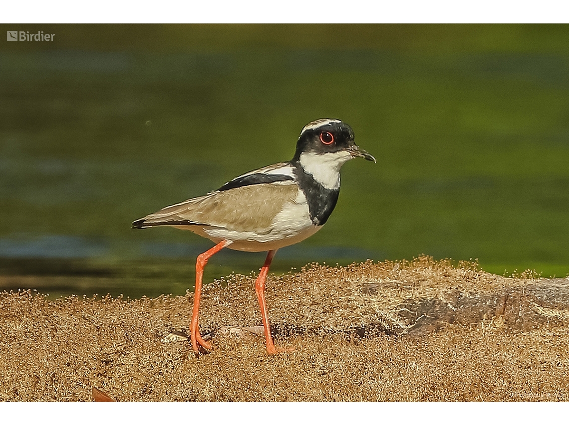 Hoploxypterus cayanus