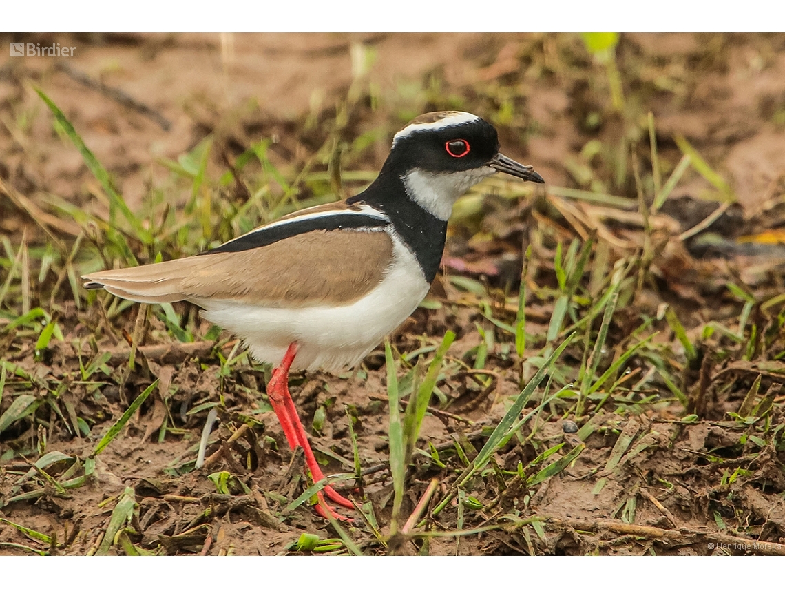 Hoploxypterus cayanus