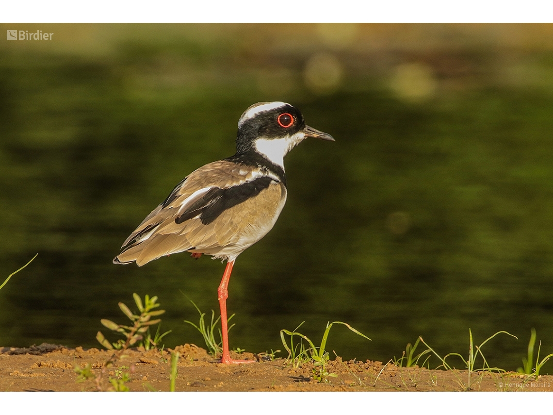 Hoploxypterus cayanus