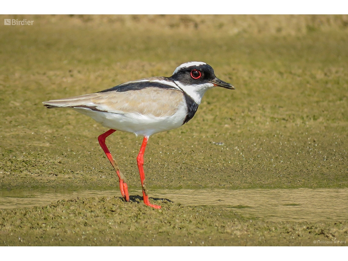 Hoploxypterus cayanus