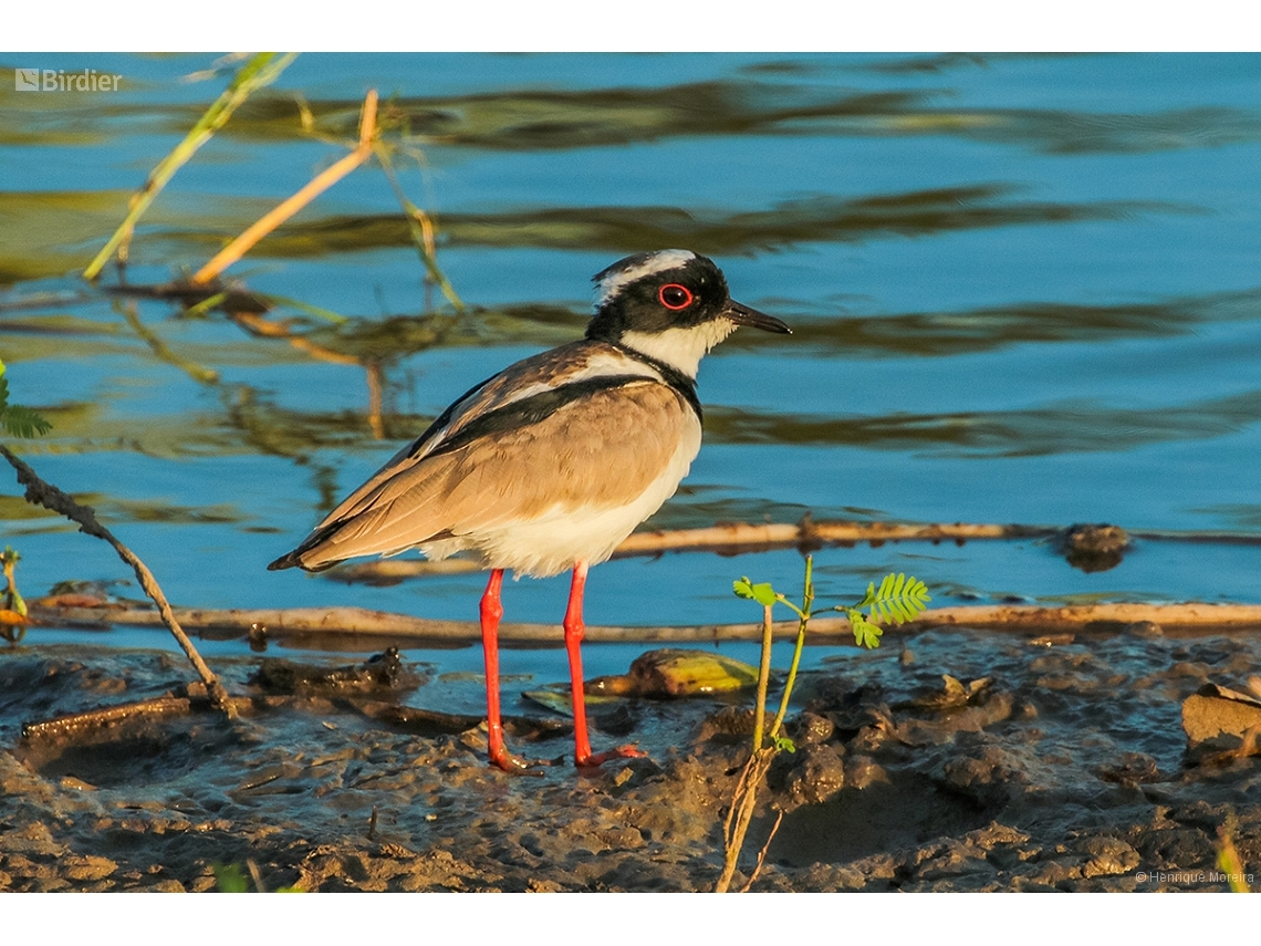 Hoploxypterus cayanus