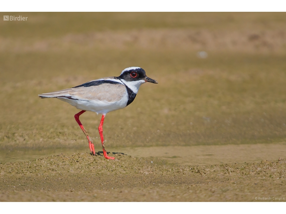 Hoploxypterus cayanus