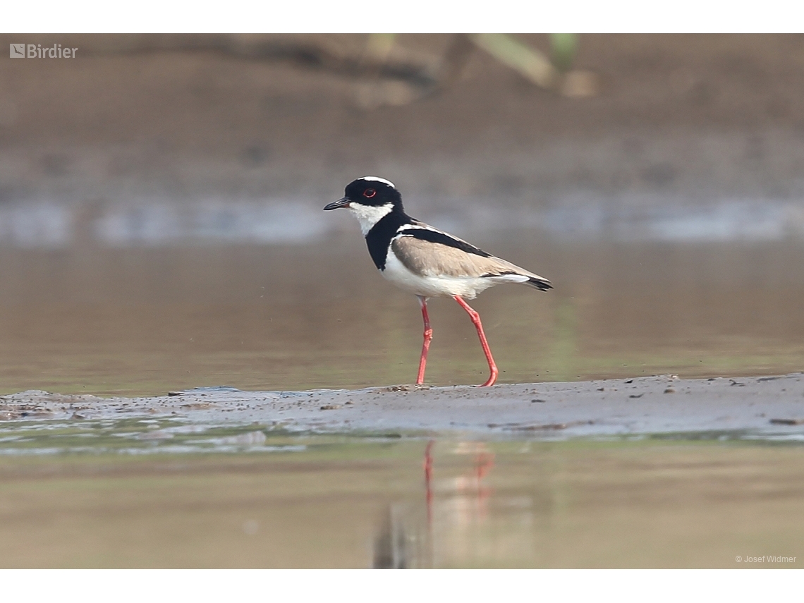 Hoploxypterus cayanus