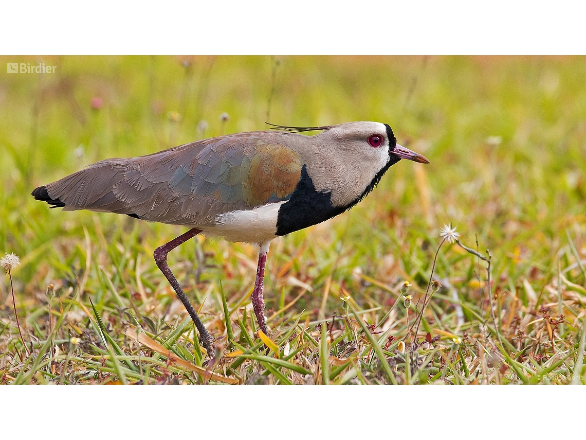 Vanellus chilensis